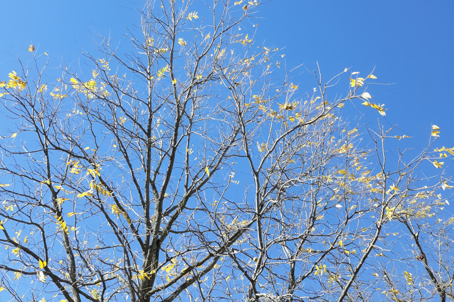 Mindful Yoga Image Plain 900x600